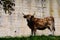 Brown Asturian cows grazing on pasture, Picos de Europe, Asturias, Spain