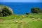 Brown Asturian cows grazing on pasture, Picos de Europe, Asturias, Spain