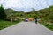 Brown Asturian cows, herd of cows is carried to new pasture on mountain road, Picos de Europe, Los Arenas, Asturias, Spain