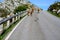 Brown Asturian cows, herd of cows is carried to new pasture on mountain road, Picos de Europe, Los Arenas, Asturias, Spain