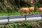 Brown Asturian cows, herd of cows is carried to new pasture on mountain road, Picos de Europe, Los Arenas, Asturias, Spain