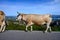 Brown Asturian cows, herd of cows is carried to new pasture on mountain road, Picos de Europe, Los Arenas, Asturias, Spain