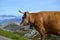 Brown Asturian cows, herd of cows is carried to new pasture on mountain road, Picos de Europe, Los Arenas, Asturias, Spain