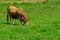 Brown Asturian cows, livestock with little calfs on green grass pasture, Picos de Europe, Los Arenas, Asturias, Spain