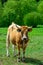 Brown Asturian cows, livestock with little calfs on green grass pasture, Picos de Europe, Los Arenas, Asturias, Spain