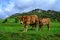 Brown Asturian cows, livestock with little calfs on green grass pasture, Picos de Europe, Los Arenas, Asturias, Spain