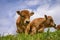 Brown Asturian cows, livestock with little calfs on green grass pasture, Picos de Europe, Los Arenas, Asturias, Spain