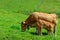 Brown Asturian cows, livestock with little calfs on green grass pasture, Picos de Europe, Los Arenas, Asturias, Spain