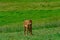 Brown Asturian cows, livestock with little calfs on green grass pasture, Picos de Europe, Los Arenas, Asturias, Spain