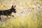 brown australian kelpie puppy walking in a field of growing grain