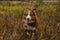 Brown Australian Shepherd dog walks in nature. Beautiful thoroughbred dog running on field on yellow grass and smiling