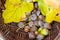 Brown autumn wicker basket with ripe acorns from a beautiful tree.