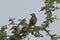 Brown babbler Turdoides plebejus