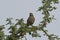 Brown babbler Turdoides plebejus