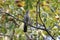 Brown babbler, Turdoides plebejus, in a tree