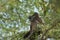 Brown babblers grooming on a branch of gum acacia.