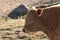 Brown baby calf, profile of peaceful healthy brown baby cow