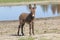 Brown baby donkey on the watering place