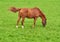 Brown baby horse eating grass on a field in the countryside with copyspace. Chestnut pony foal grazing in a green