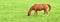 Brown baby horse eating grass from a lush green meadow with copyspace on a sunny day. Hungry purebred chestnut foal or