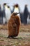 Brown baby of King penguin in the colony, Atlantic ocean in Falkland Island, coast sea bird in the nature habitat