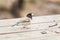 Brown-backed dark-eyed junco sparrow, Junco hyemalis, aka Oregon junco