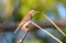 Brown-backed Honeyeater, Daintree National Park, Queensland