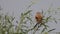 Brown-backed shrike perched on a branch