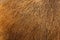A brown background with a hairy texture. Camel hair
