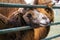 Brown Bactrian camel stuck his head through the fence and watching with sadness in his eyes