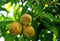 Brown Balinese Kiwi fruit growth on the tree