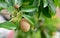 Brown Balinese Kiwi fruit growth on the tree