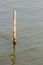 Brown Bamboo Pole in Water