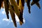 Brown Banana leaf backlit sunlight and sky