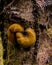 Brown Banana slugs on a tree