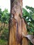 A brown banana tree trunk that has an uneven surface. Close up of Trunk of banana tree in tropical plantation of the French West