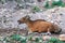 Brown banteng resting