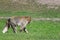 Brown barbary macaque walking on green grass