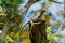 Brown basilisk Basiliscus vittatus lizard, female, on wood post by lake water - Delray Beach, Florida, USA