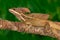 Brown Basilisk, Basiliscus vittatus, in the nature habitat. Beautiful portrait of rare lizard from Costa Rica. Basilisk in the