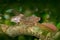 Brown Basilisk, Basiliscus vittatus, in the nature habitat. Beautiful portrait of rare lizard from Costa Rica. Basilisk in the gre