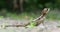 Brown Basilisk - Basiliscus vittatus, referred to as the striped basilisk or common basilisk, basilisk lizard