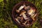 Brown basket full of mushrooms against the background of moss and heather in sunlight