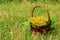 The brown basket with yellow wildflowers and leaves of fern on a background of a green grass.