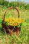 The brown basket with yellow wildflowers and leaves of fern on a background of a green grass.