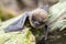 Brown Bat, Georgia USA