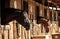 Brown bay horse view out the stable in a barn