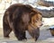 Brown bear