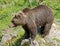 Brown bear 22