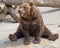 Brown bear 7